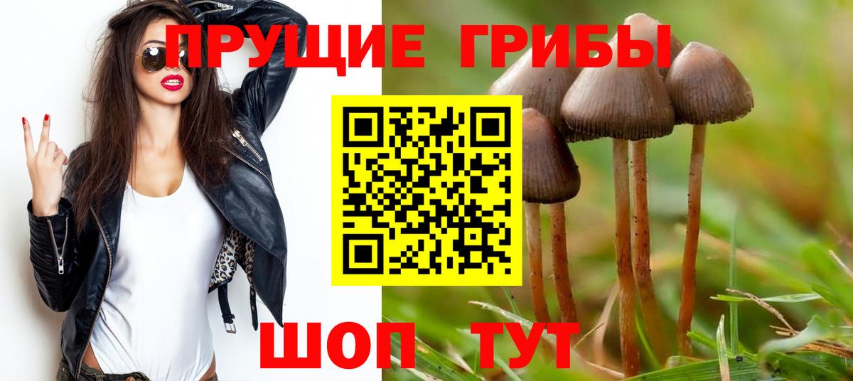 Псилоцибиновые грибы Cubensis  закладки  Великий Новгород 